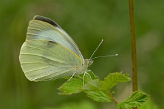 David Plant Photography - Wildlife Photography - Small white - D